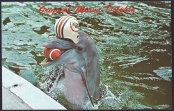 miami dolphins postcard